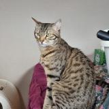 Foto del gato perdido en Vendome