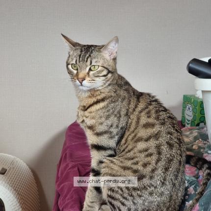 Foto 1/1 Cookie Chat perdido en Vendome