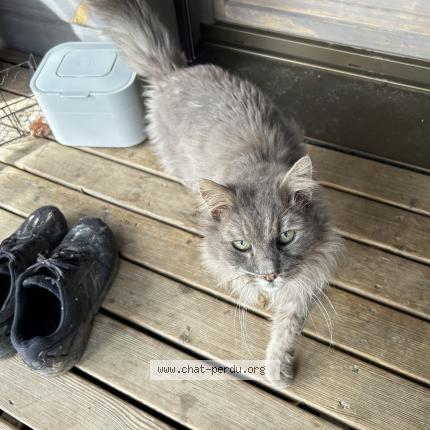 Foto 1/1 Gato encontrado Encontrado en Avoudrey