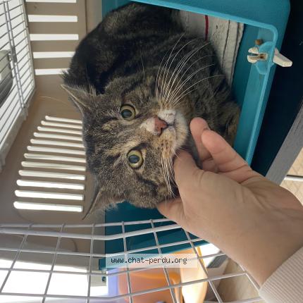 Foto 1/1 Gato encontrado Encontrado en Montauban