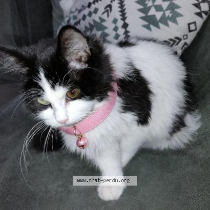 Foto 1/1 Kit kat Chat perdido en Boissy saint leger