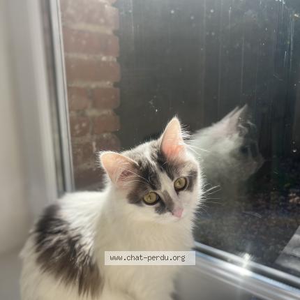 Foto 1/1 Noor Chat perdido en Mauron