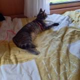 Foto del gato perdido en Balaruc Les Bains