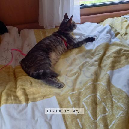 Foto 1/1 clairette Chat perdido en Balaruc les bains