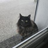 Foto del gato perdido en Etrembieres