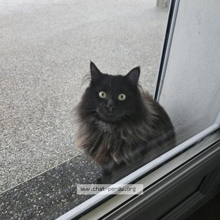 Foto 1/1 Bilo Chat perdido en Etrembieres