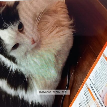 Foto 1/1 BANDIT Chat perdido en Olivet