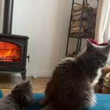 Foto del gato perdido en Lille