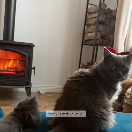 Foto 1/1 Poupoune Chat perdido en Lille