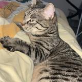 Foto del gato perdido en Flers