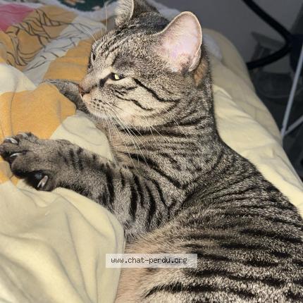 Foto 1/4 Tayna Chat perdido en Flers