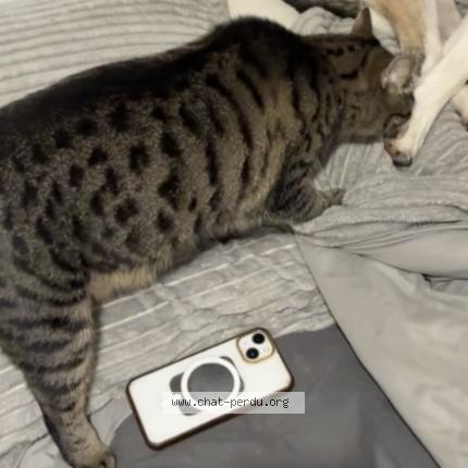 Foto 3/4 Tayna Chat perdido en Flers