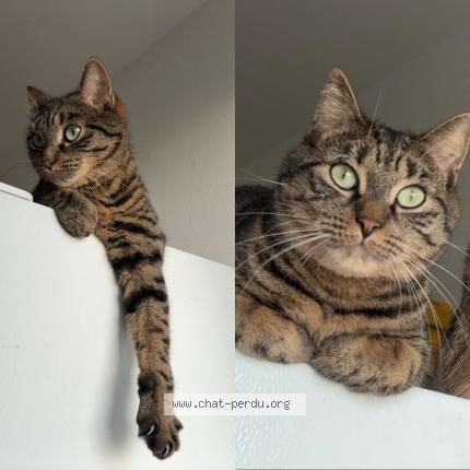 Foto 4/4 Tayna Chat perdido en Flers