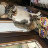 Foto del gato perdido en Vierzon