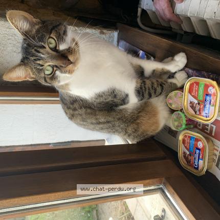 Foto 1/1 Oslo Chat perdido en Vierzon