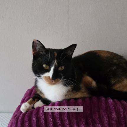 Foto 1/1 Sicha Chat perdido en Echirolles