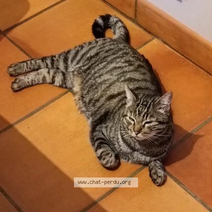 Foto 1/1 Gato encontrado Encontrado en Serignan du comtat