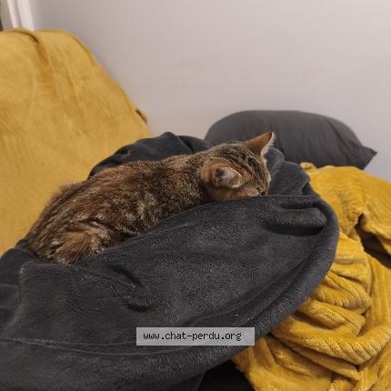 Foto 1/1 Yuma Chat perdido en Saint michel en l herm