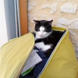 Foto del gato perdido en Cregols