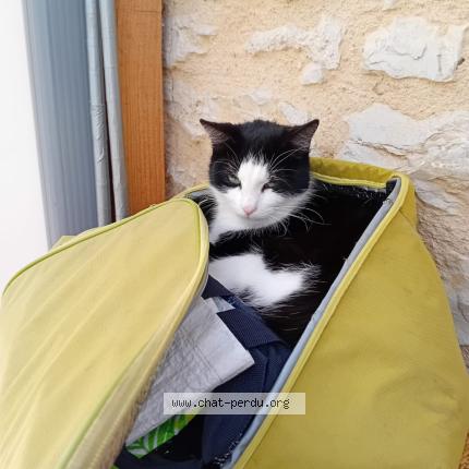 Foto 1/1 Sarah Chat perdido en Cregols