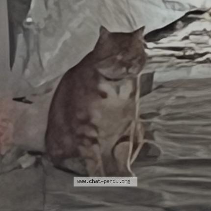 Foto 1/1 Gato encontrado Encontrado en Reims