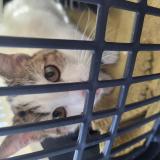 Foto de gato encontrado en Reims