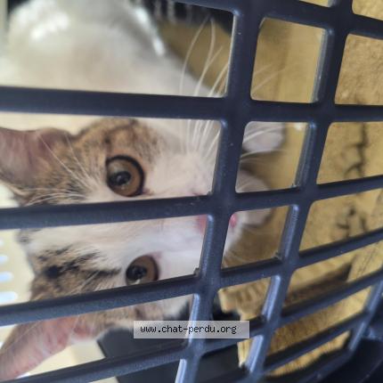 Foto 1/1 Gato encontrado Encontrado en Reims