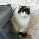 Foto de gato encontrado en Sales