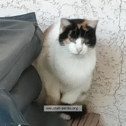 Foto 1/1 Gato encontrado Encontrado en Sales