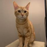 Foto del gato perdido en Belleville En Beaujolais