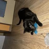 Foto del gato perdido en Venissieux