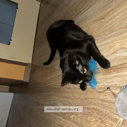 Foto 1/1 Olive Chat perdido en Venissieux