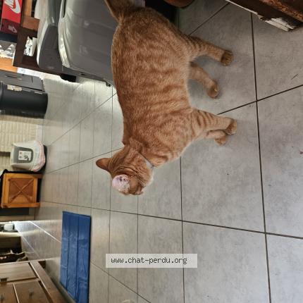 Foto 1/1 Raphi Chat perdido en Menen