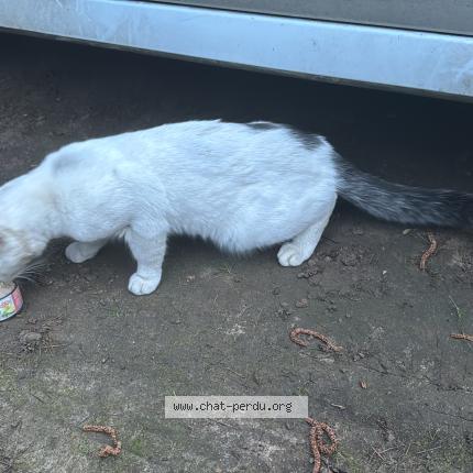 Foto 1/1 Gato encontrado Encontrado en Savigny sur orge