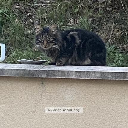 Foto 1/1 Gato encontrado Encontrado en Cadarsac 33750