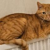 Foto del gato perdido en Barby