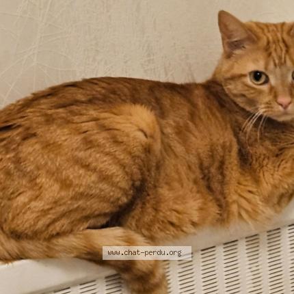 Foto 1/1 Bey Chat perdido en Barby