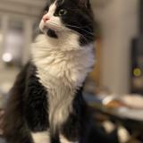 Foto del gato perdido en Bouxwiller