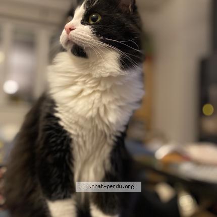 Foto 1/1 Griotte Chat perdido en Bouxwiller