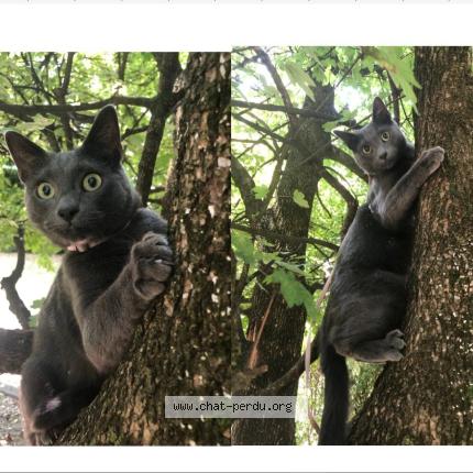 Foto 1/1 Gato encontrado Perdido en Grenoble