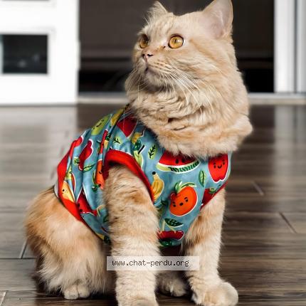 Foto 1/1 Mélissa Chat perdido en Caen