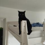 Foto del gato perdido en Beziers