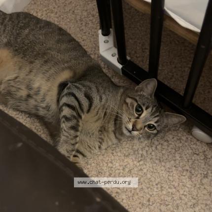 Foto 1/1 Iryss Chat perdido en Pont de claix