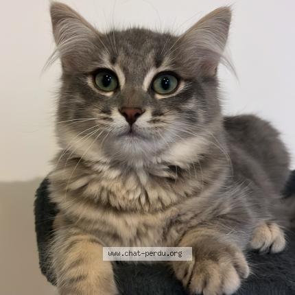 Foto 1/1 Nami Chat perdido en Beynes 78650