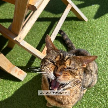 Foto 1/2 Jackpot Chat perdido en Longnes