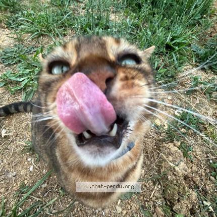 Foto 2/2 Jackpot Chat perdido en Longnes