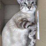 Foto del gato perdido en La Haie Fouassiere