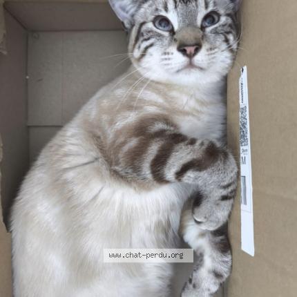 Foto 1/1 Oslo Chat perdido en La haie fouassiere