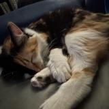 Foto del gato perdido en Los Angeles