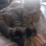 Foto del gato perdido en Villeneuve Les Maguelone